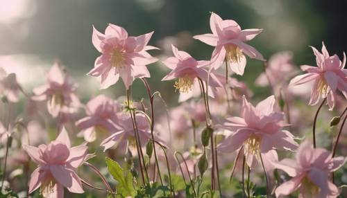 Một chùm hoa columbine màu hồng mềm mại đung đưa nhẹ nhàng trong gió vào một buổi chiều đầy nắng. Hình nền [d01c1d5f7b1842c78471]