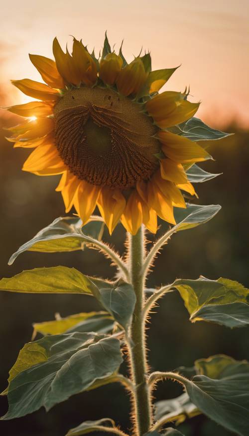 Eine einzelne Sonnenblume vor dem Hintergrund eines Sonnenuntergangs, umgeben von einem warmen Schein.