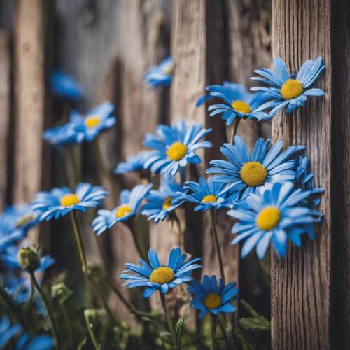 蓝色的雏菊从质朴的木栅栏间探出头来。