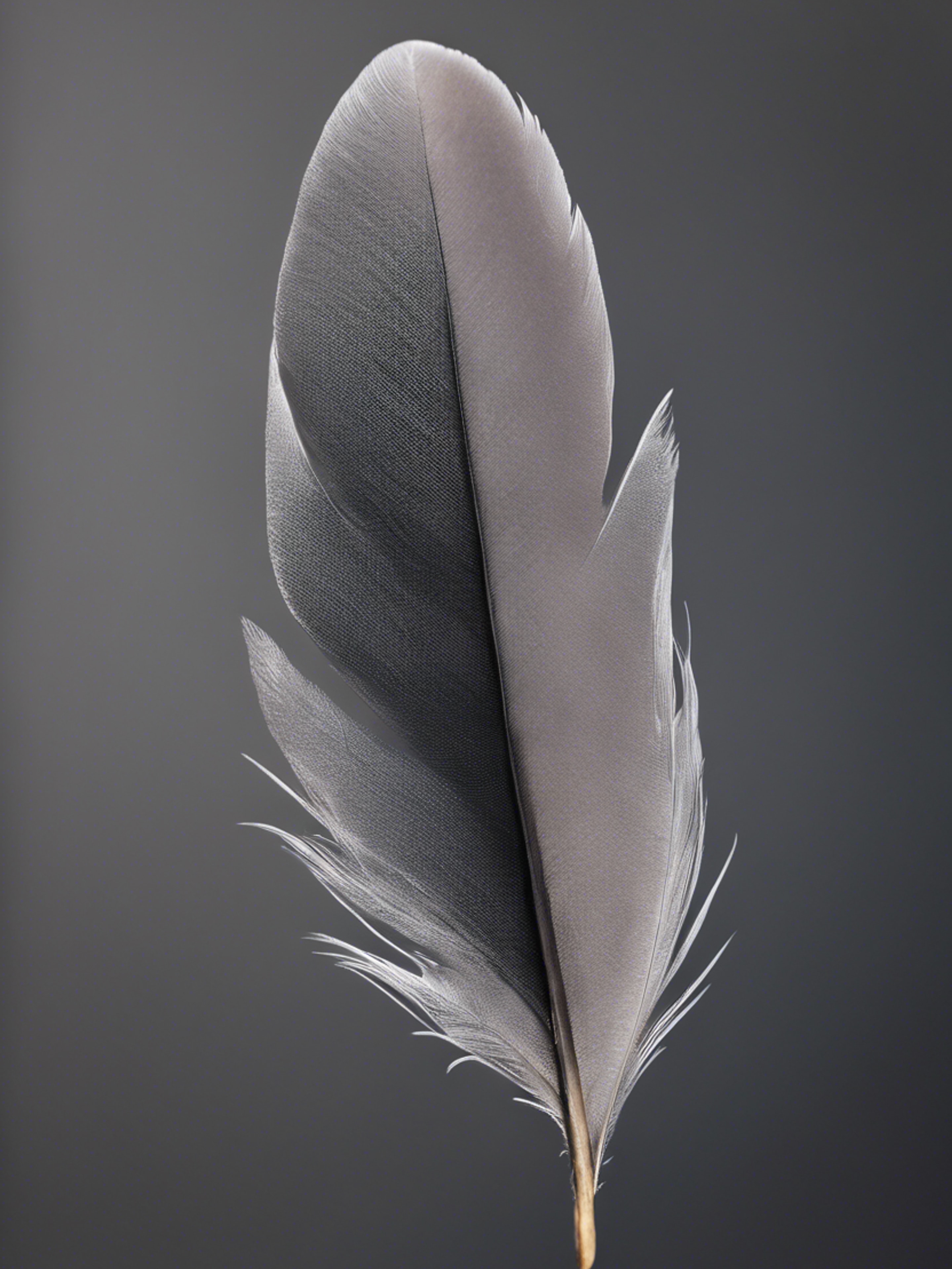 A single grey feather with detailed texture against a stark black background. Wallpaper[f4bd6aa3b12c4f58bab3]