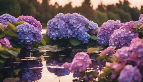 Un reflejo del cielo del atardecer sobre un lago, rodeado de hortensias azules y púrpuras.