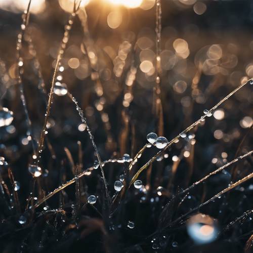 A detailed view of delicate dew drops resting on black grass at dawn. Tapet [c49b58a923dd496da930]
