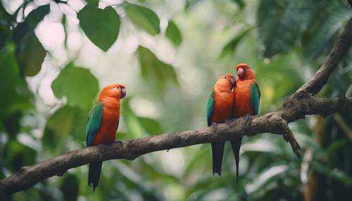 Egzotik bir ormanda sallanan bir dalda kucaklaşan bir çift muhabbet kuşu.