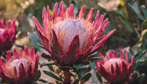 Una Protea cynaroides, también conocida como king protea, que muestra sus vibrantes tonos rosados ​​y carmesí. Fondo de pantalla [b7c7ab1d8fd2493bae89]