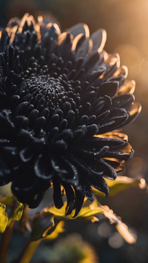 Un chrysanthème noir éthéré aux pétales complexes sur fond de soleil couchant.