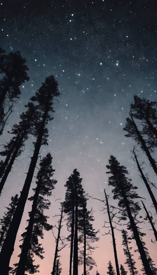무수한 별이 박힌 아름답고 시원하며 검은 밤하늘을 배경으로 한 숲의 실루엣