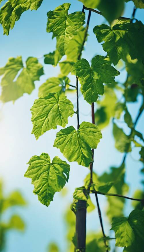 A lush green vine against the backdrop of a bright blue sky.