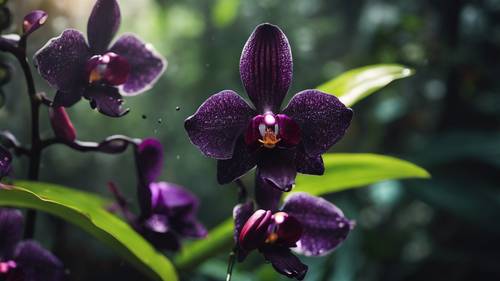Uma orquídea negra com pétalas brilhantes e uma textura aveludada que floresce corajosamente em uma floresta tropical vibrante.