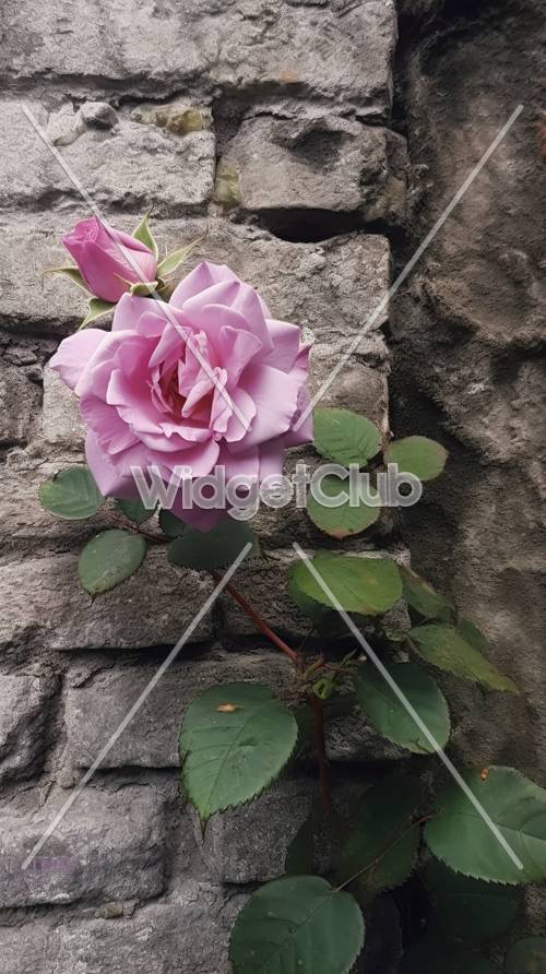 Пурпурная роза на каменной стене