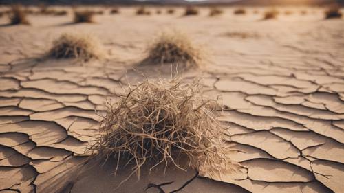 Su un terreno desertico screpolato, citazioni estetiche si formano tra tumbleweed e sentieri di sabbia.