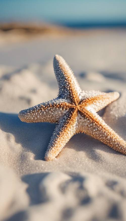 A navy starfish resting on the pristine aegean white sand beach Tapet [8600cf28778e459db16a]
