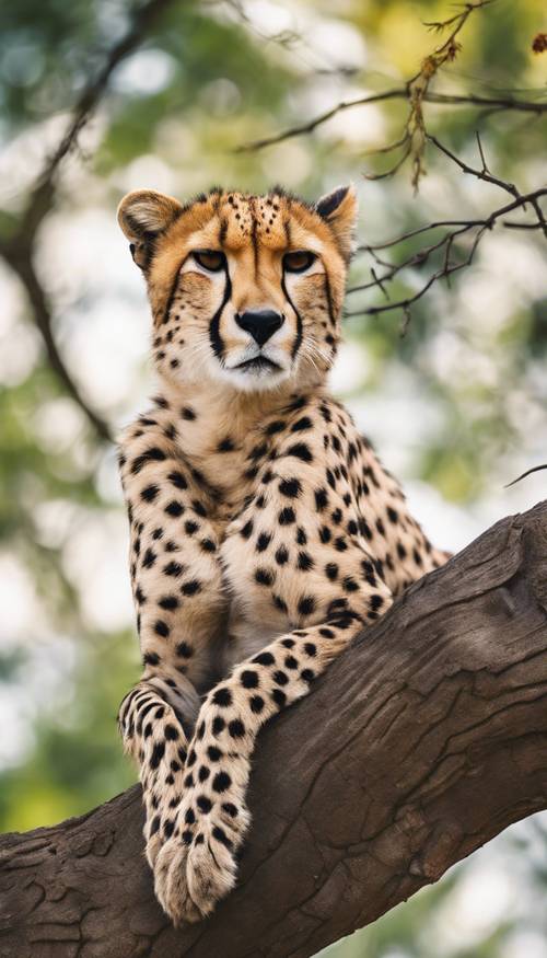 Un ghepardo sdraiato pigramente al sole su un ramo di un albero.