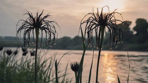 A close-up shot of black spider lilies blossoming along the riverbank under the dusky sky.