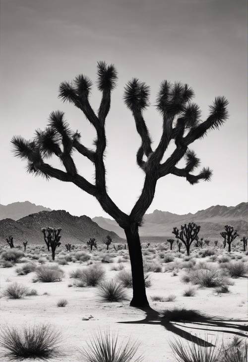 Uno schizzo in bianco e nero di un albero di Giosuè nel deserto, l&#39;immagine intrisa di un senso di pace e solitudine.