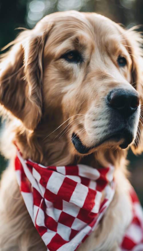 Una bandana a scacchi bianchi e rossi legata ordinatamente attorno al collo di un giocoso golden retriever.