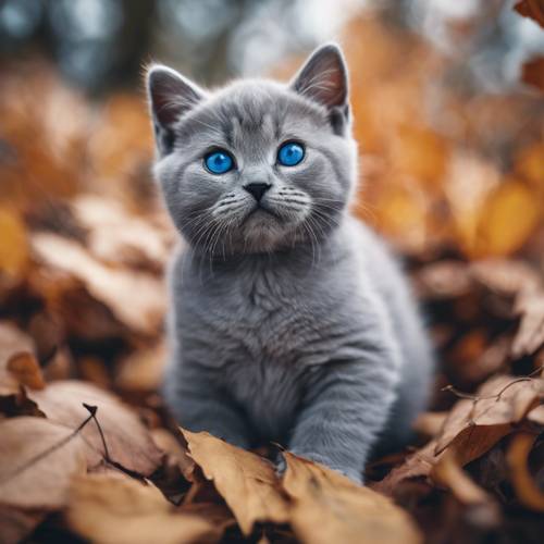 Um gatinho British Shorthair, com olhos azuis profundos, escondido em uma pilha de folhas de outono.