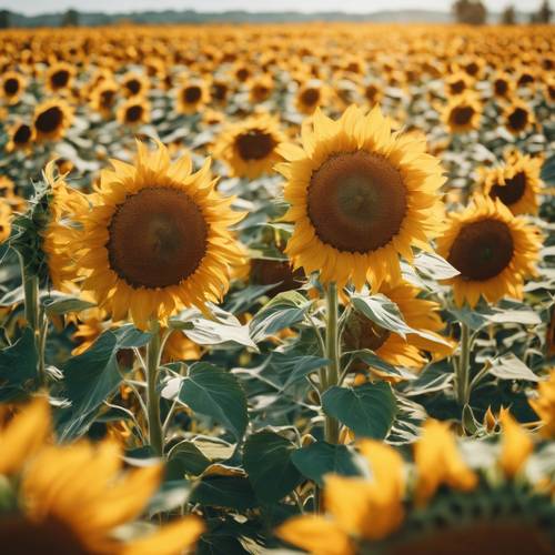 A vivid depiction of a sunflower field during a sunny day.