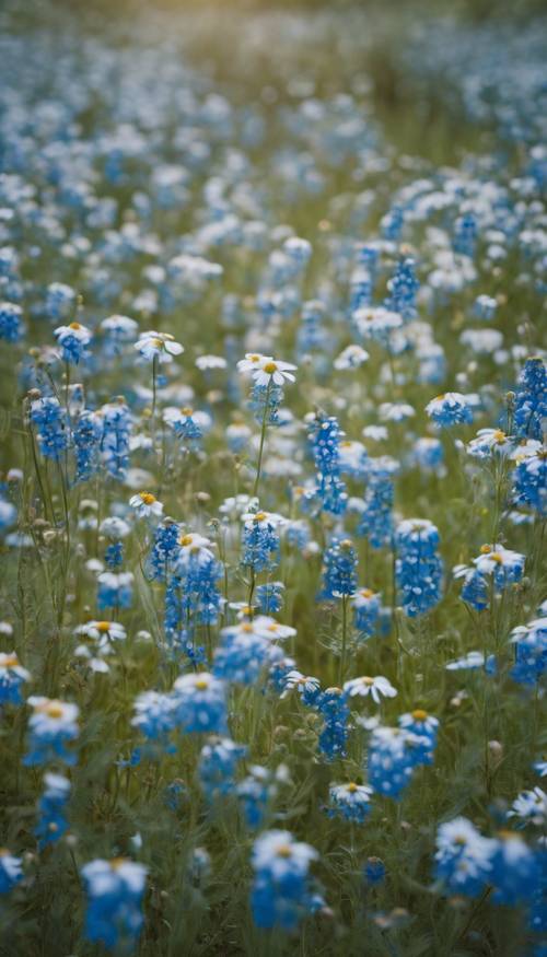 Vue plongeante sur un champ rempli de fleurs sauvages bleues et blanches