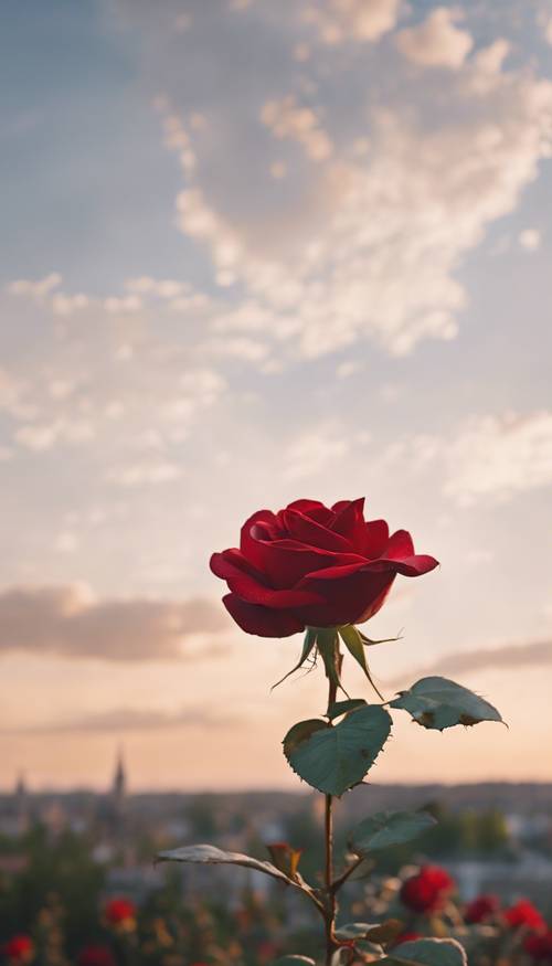 Una rosa roja bien cuidada en plena floración contra el cielo matutino.