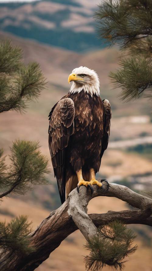 A wild eagle perched high in a tree watching over a valley.