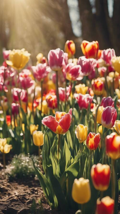 Um vibrante jardim primaveril em plena floração, com tulipas e narcisos balançando suavemente na brisa quente da tarde.