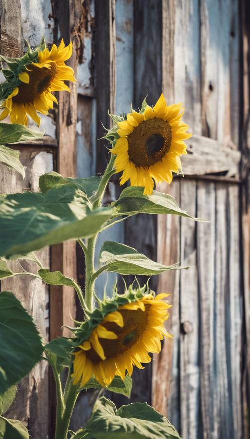 Sonnenblumen im Vintage-Look wachsen vor einem alten, rostigen Bauernhaus.