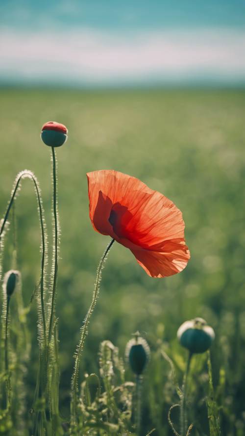 A solitary poppy bloom in a green field under a clear blue sky.