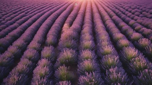 An aerial drone view of lavender fields during sunset.