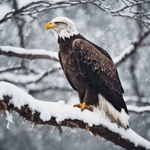 An American Eagle resting quietly on a snowy branch on a cold winter day.