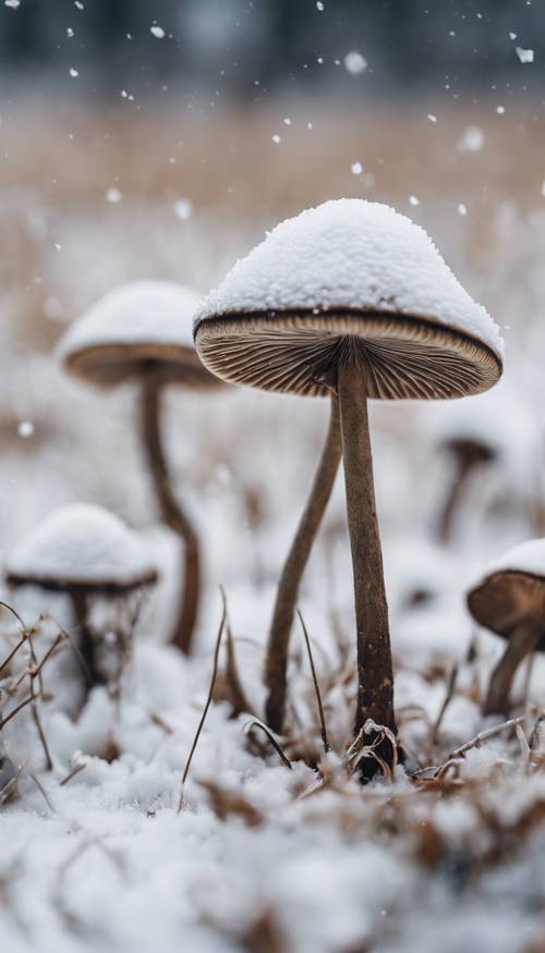 Zwei zerbrechliche Pilze mit schwarzem Stiel stehen tapfer auf einem schneeweißen Feld.