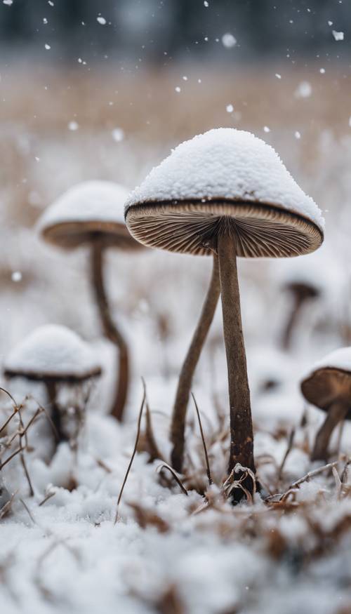 Two frail, black-stemmed mushrooms bravely standing in a snowy white field. Тапет [da929ee334d6403ab6b6]