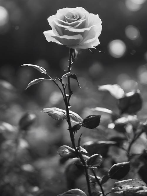 Um jardim etéreo iluminado pela lua com uma única rosa preta e branca em flor.
