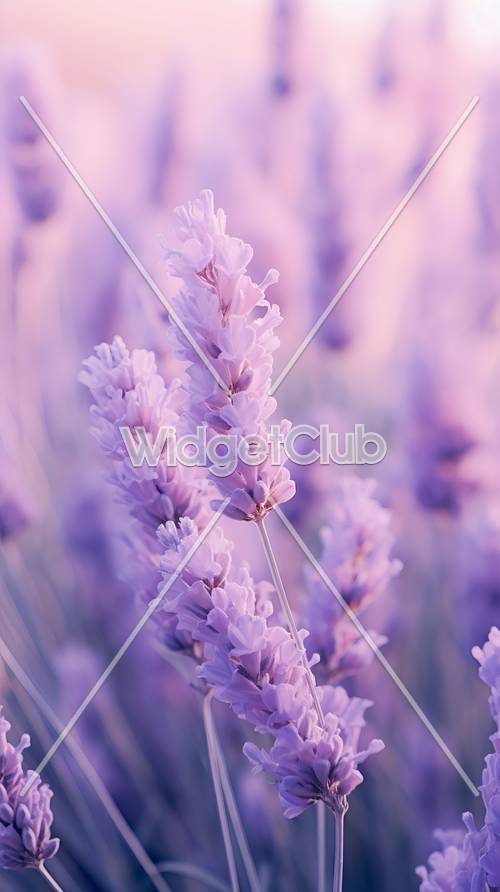 Успокаивающее фиолетовое лавандовое поле