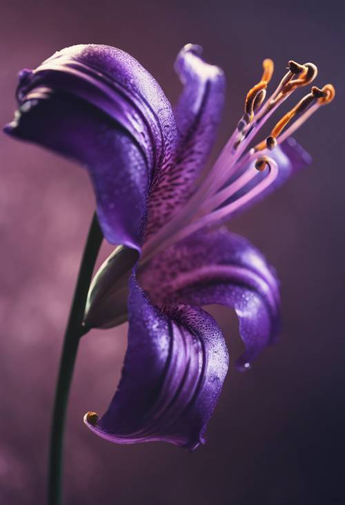 Một bông hoa huệ ma thuật chuyển màu từ tím đậm sang đen.