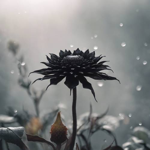 A black dahlia flower blooming against a misty white background.