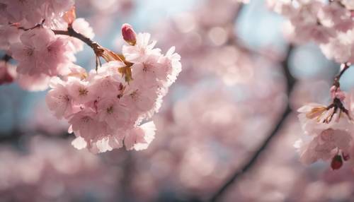 Die Blütenblätter fallen aus rosa Kirschblüten und tanzen im Wind.
