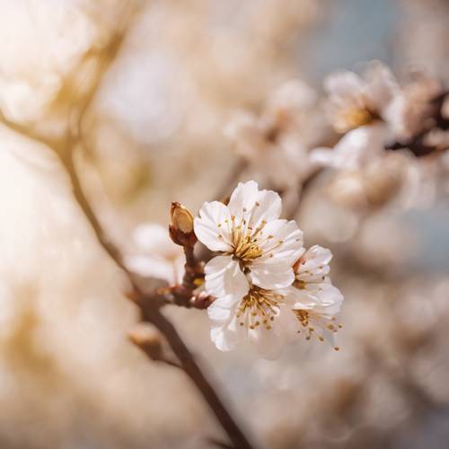 Un delicato fiore di ciliegio dorato in piena fioritura, che svolazza dolcemente in una brezza primaverile.
