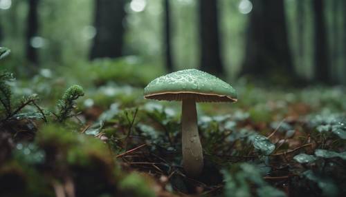 Un singolo fungo verde salvia che fiorisce nel sottobosco piovoso del bosco