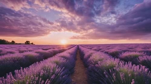 Kutipan estetika terlihat sebagai awan di atas ladang lavender yang indah saat matahari terbenam. Wallpaper [0dfe895d763b47a7b965]