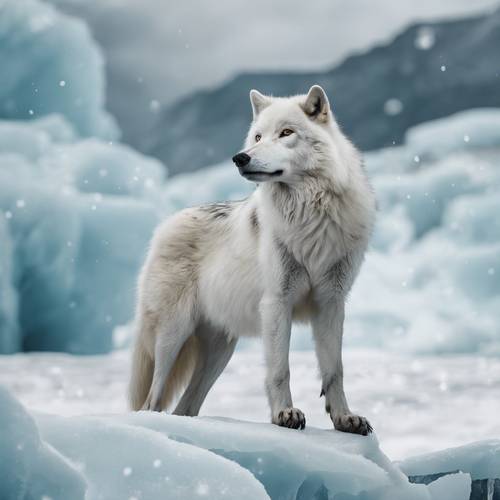 Serigala putih yang mengesankan sedang menyeimbangkan diri di gletser besar.