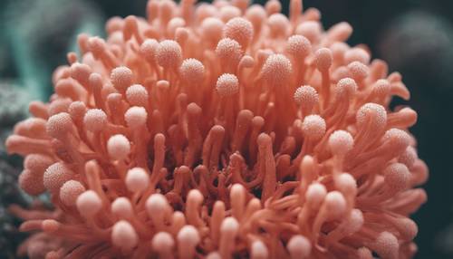 لقطة مقربة لزهرة مرجانية، تعرض نسيجها ونمطها الفريد.