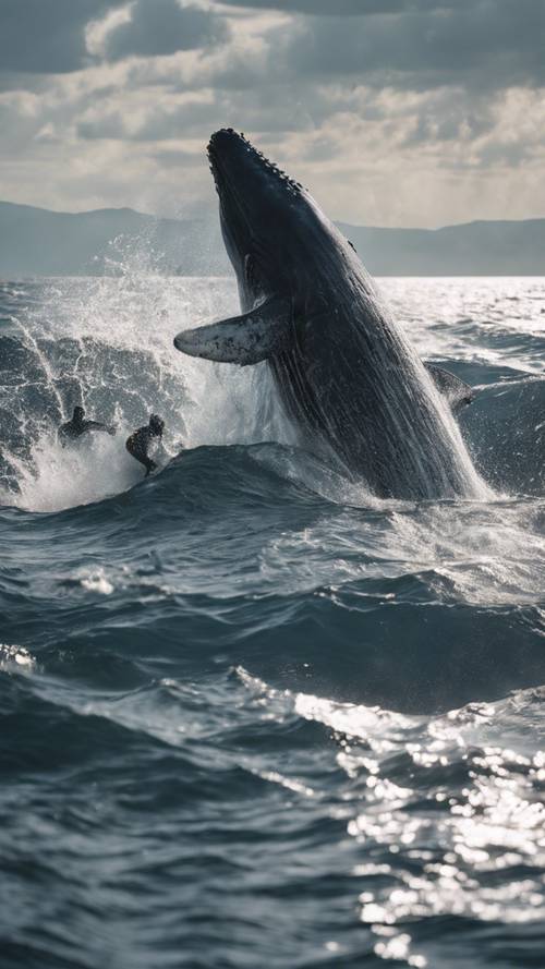 Pełna akcji scena, w której odważny wieloryb ucieka przed grupą agresywnych rekinów.