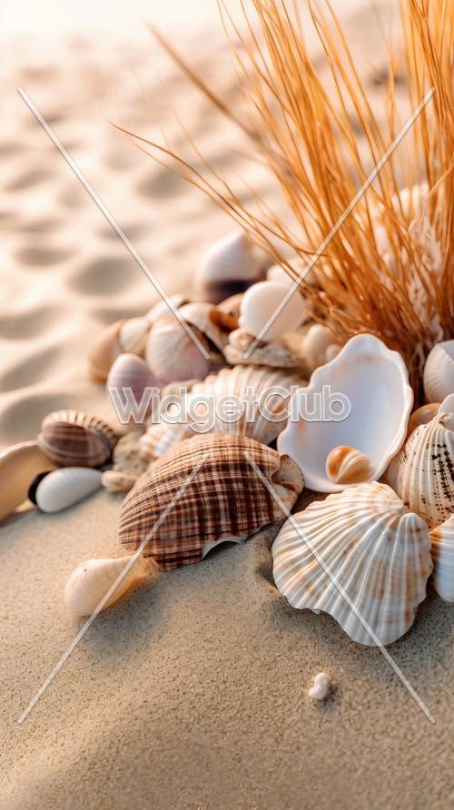 美しい貝がたくさん見つかる砂浜の壁紙