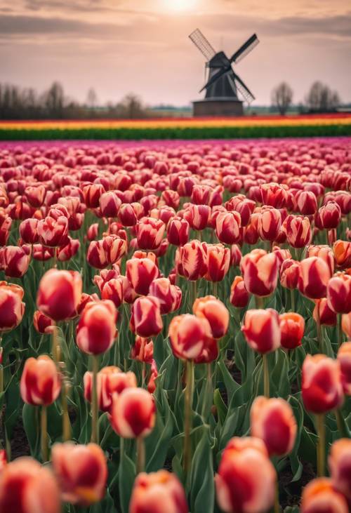 Un champ de tulipes animé en Hollande, avec un moulin à vent traditionnel au fond.