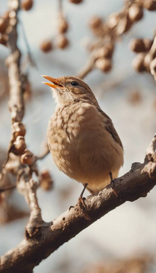 一隻迷人的淺棕色小鳥棲息在樹枝上，幸福地唱歌。