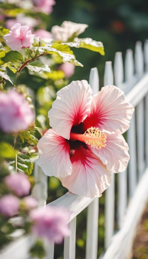 Um hibisco pastel suave florescendo vigorosamente em uma tarde ensolarada perto de uma cerca branca em um pitoresco jardim suburbano.