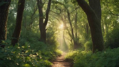 Uno stretto sentiero attraverso una fitta foresta, illuminato dai raggi del sole che filtrano tra gli alberi, con la scritta &quot;Ogni uscita è un&#39;entrata da qualche altra parte&quot;.