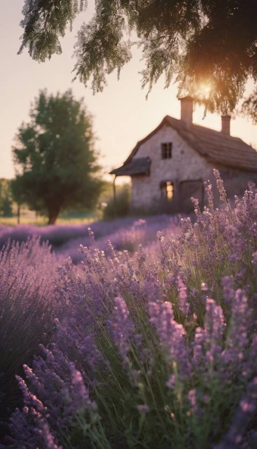 一座古老的农舍，紫色的薰衣草在柔和的夜晚灯光下盛开。