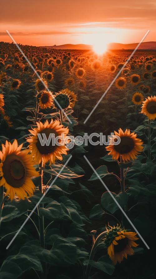 Sunset Glow Over Sunflower Field