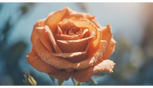 Eine süße orange Rose blüht unter einem klaren blauen Himmel.